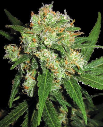 Skunk®