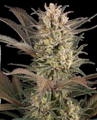 Sour Jam Automatic