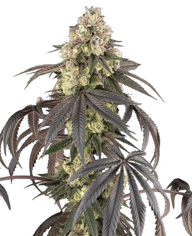 sour-sherb-image