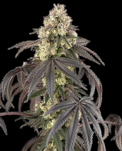 Sour Sherb