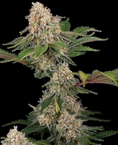 Sticky Berry Mints XXL