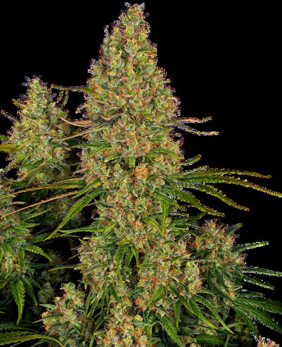 Sticky Orange XXL Automatic