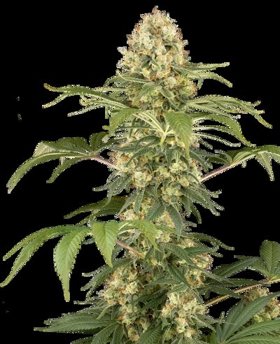 Super Berry Pound Cake