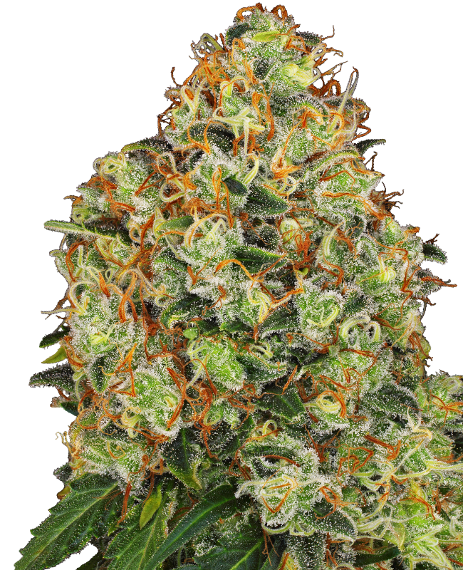 sweet-tangerine-tango-automatic-image