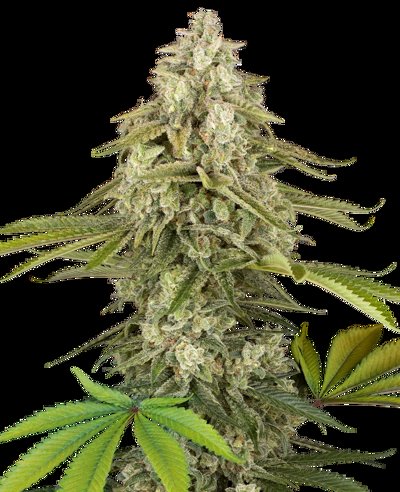 Tangie Jungle Juice