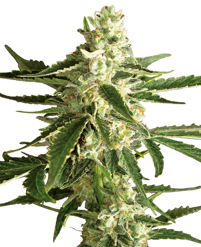 white-diesel-haze-automatic-image