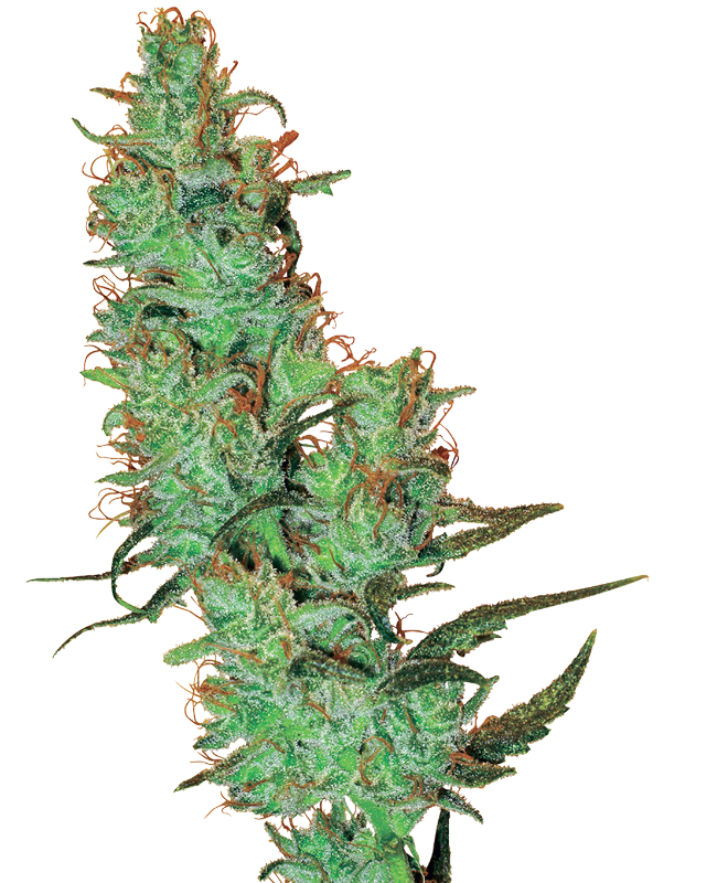 white-label-jack-herer-image
