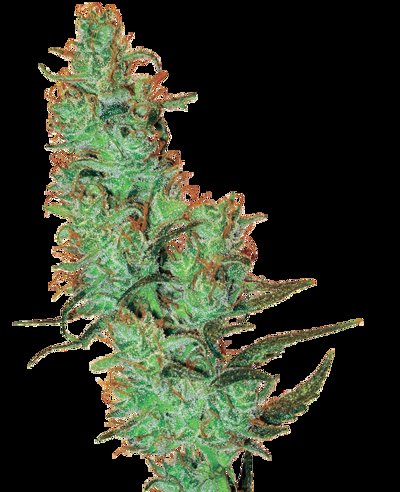 White Label Jack Herer