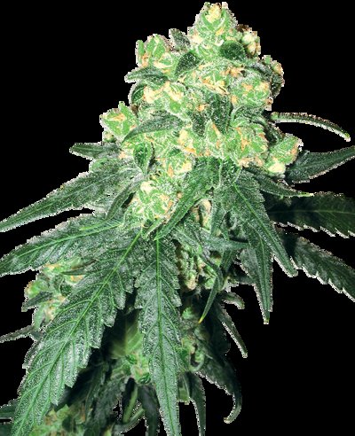 White Label Rhino