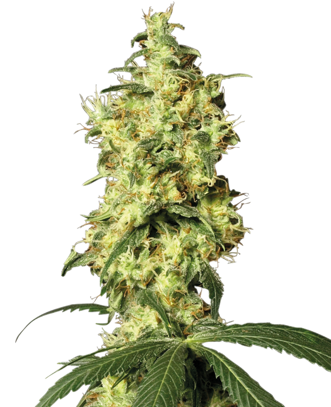 white-widow-automatic-image