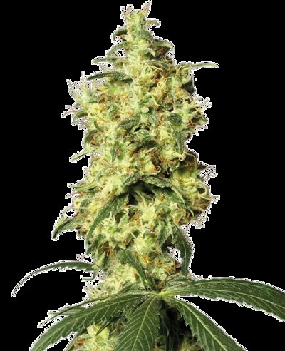 White Widow Automatic