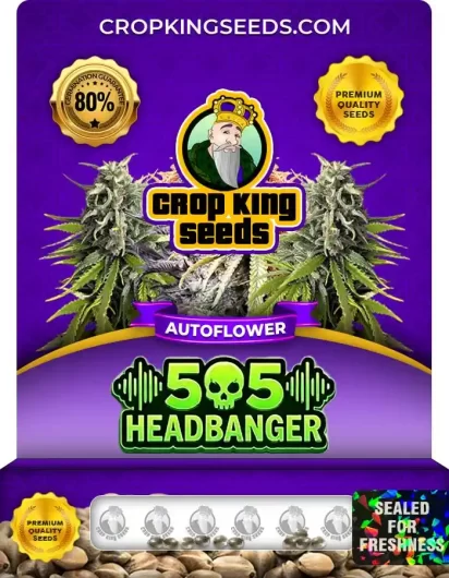 505-headbanger-autoflower-image