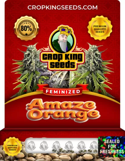 amaze-orange-image