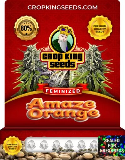Amaze Orange