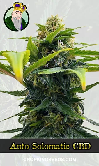 auto-solomatic-cbd-image