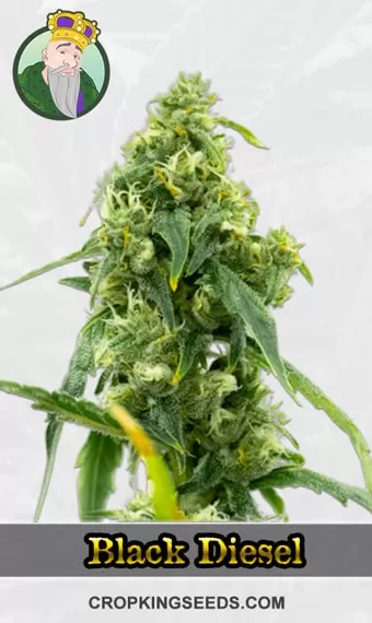 Autoflower CBD Black Diesel
