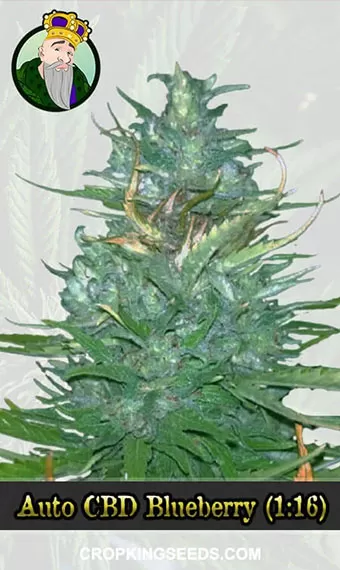 Autoflower CBD Blueberry