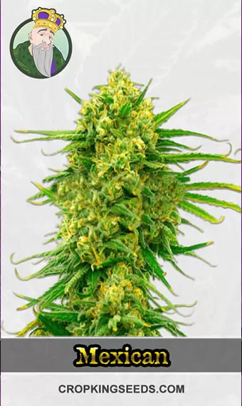 Autoflower CBD Mexican