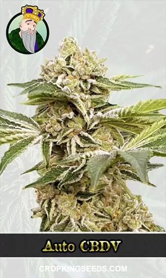 Autoflower CBDV