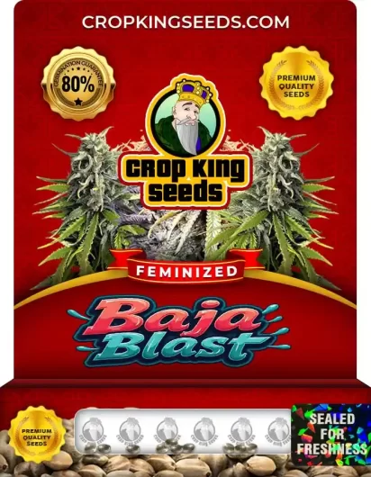 baja-blast-image