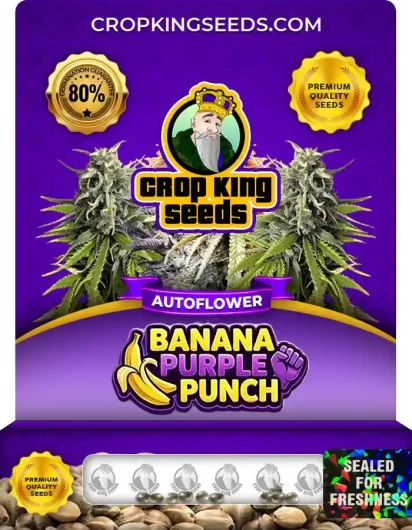 banana-purple-punch-autoflower-image